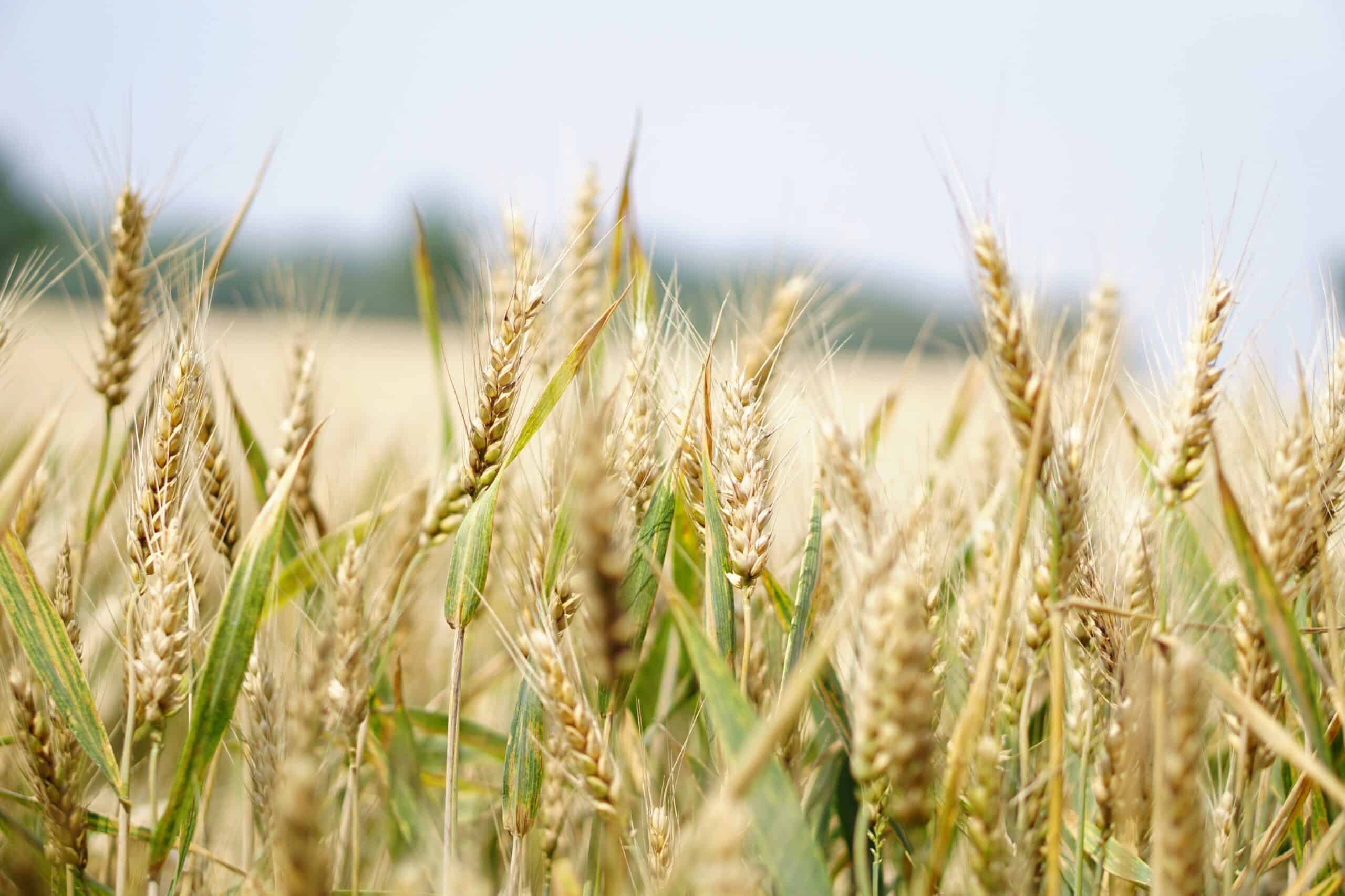 wheat-farming-what-you-need-to-know
