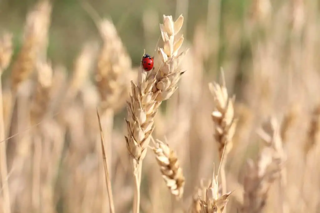 Red Bug on wheat