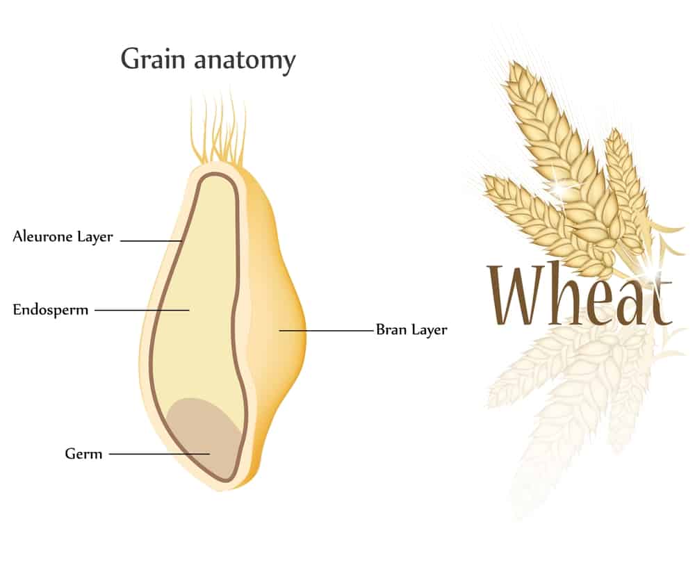 Grain ANatomy