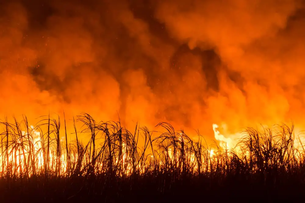 burning of sugar cane
